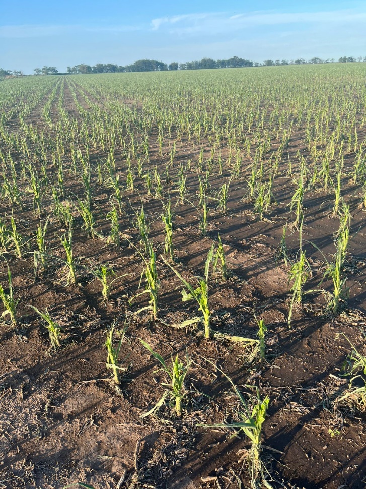 Una planta con hojas secas El contenido generado por IA puede ser incorrecto.