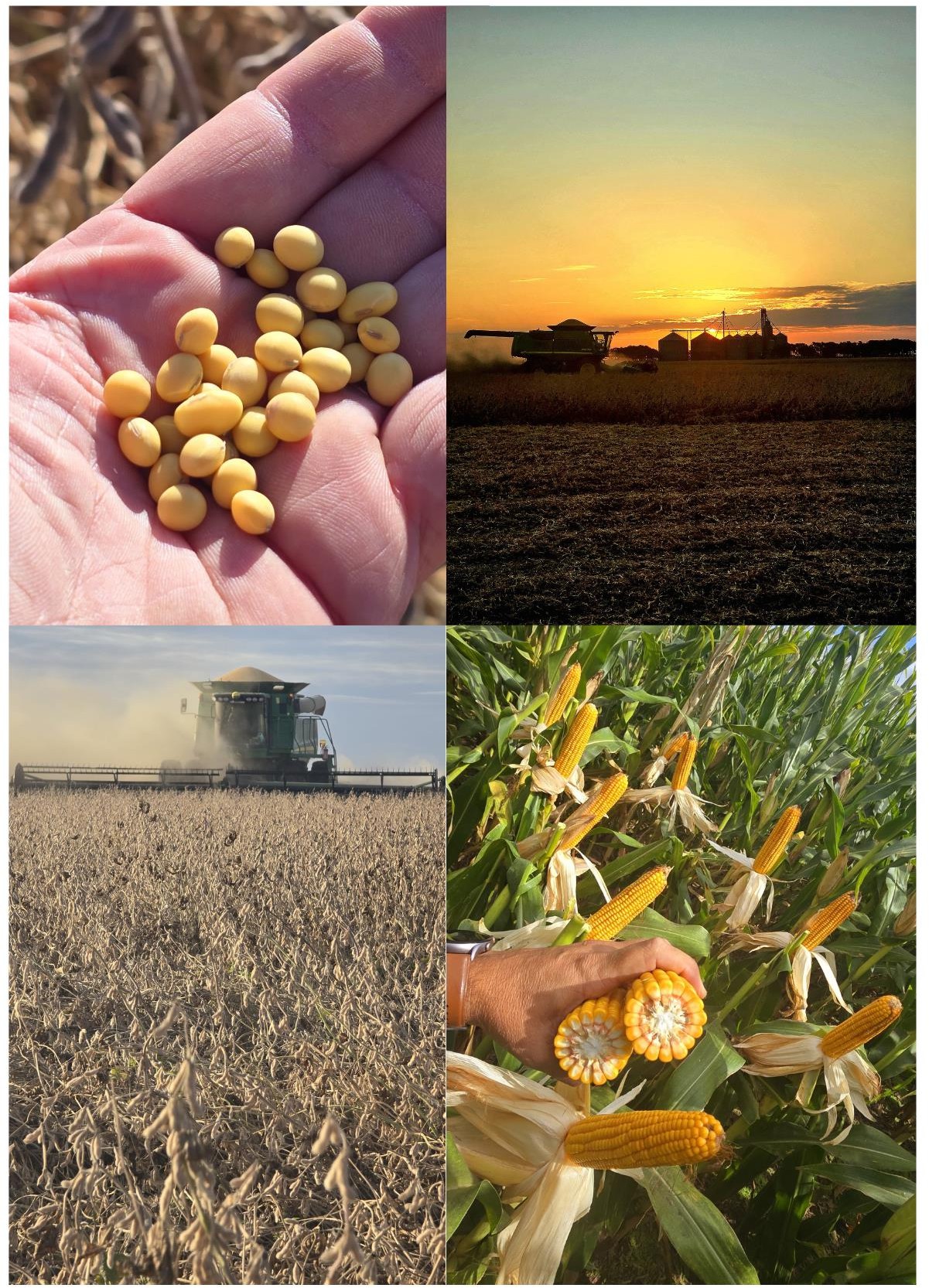 Un grupo de folletos sobre una superficie de madera  El contenido generado por IA puede ser incorrecto.