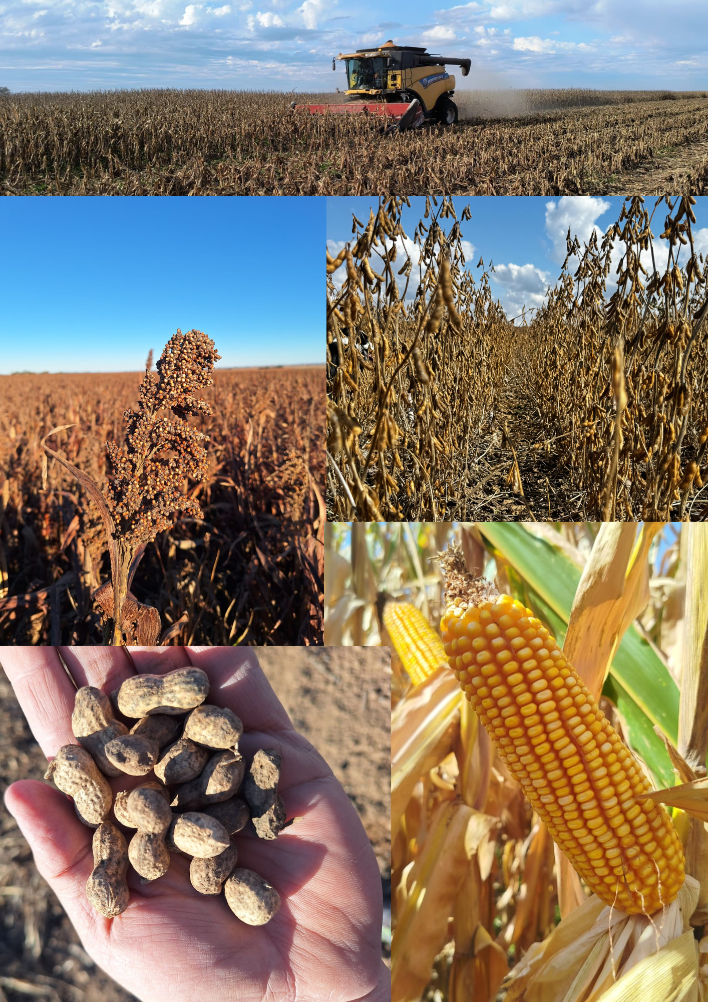 Imagen que contiene alimentos, foto, tabla, montaña
El contenido generado por IA puede ser incorrecto.