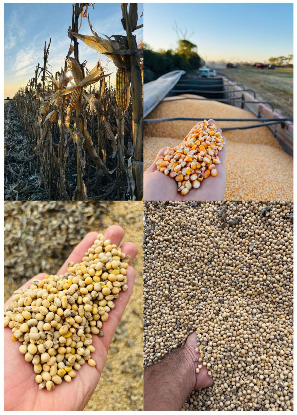 Imagen que contiene foto, mostrando, diferente, comida El contenido generado por IA puede ser incorrecto.