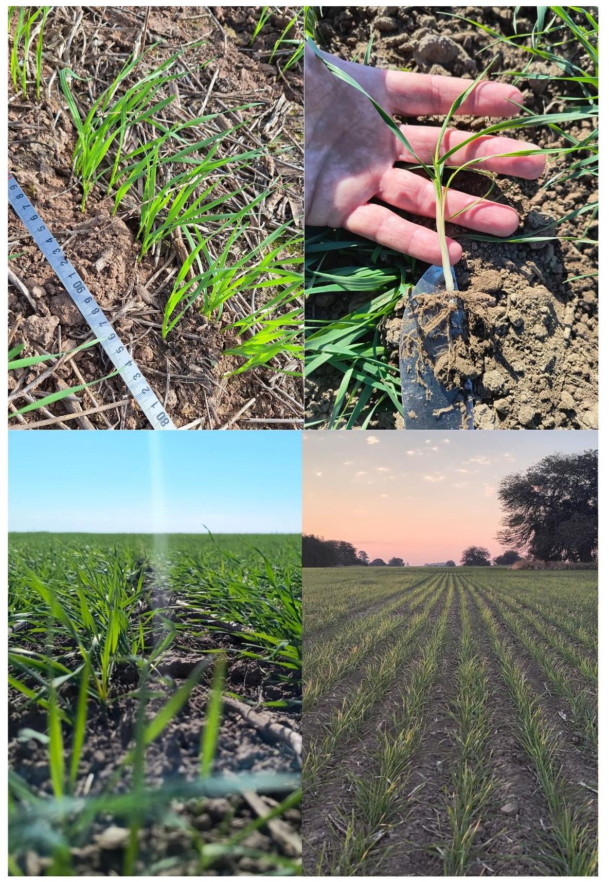 Imagen que contiene pasto, árbol  El contenido generado por IA puede ser incorrecto.