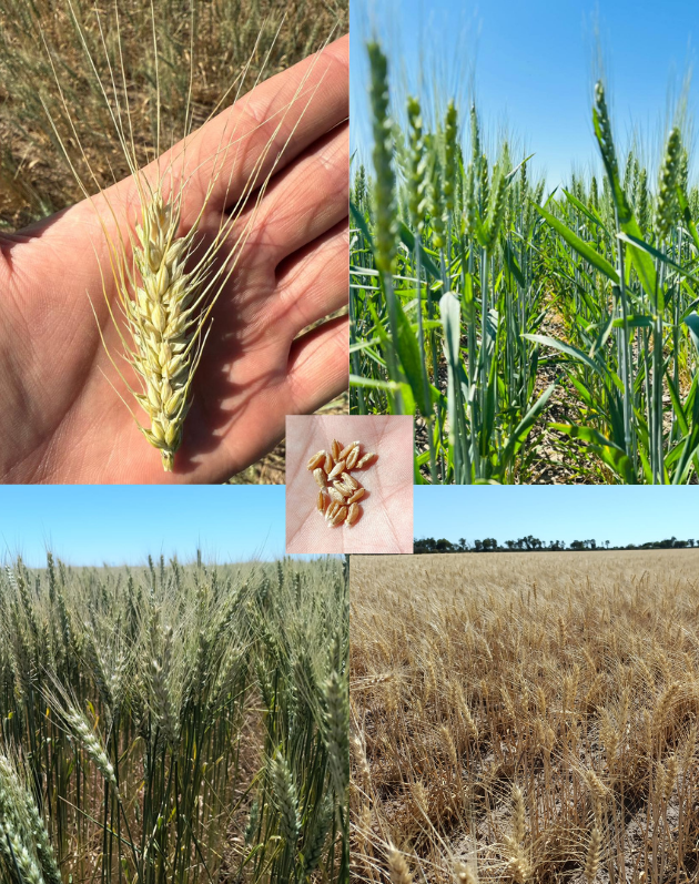 Planta con hojas verdes El contenido generado por IA puede ser incorrecto.