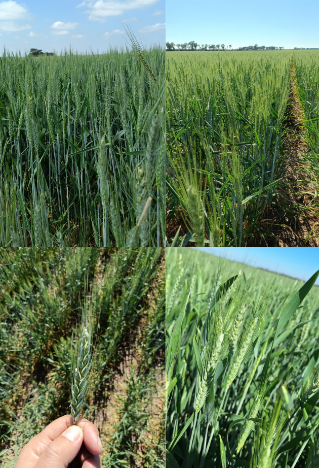 Una planta con hojas verdes El contenido generado por IA puede ser incorrecto.